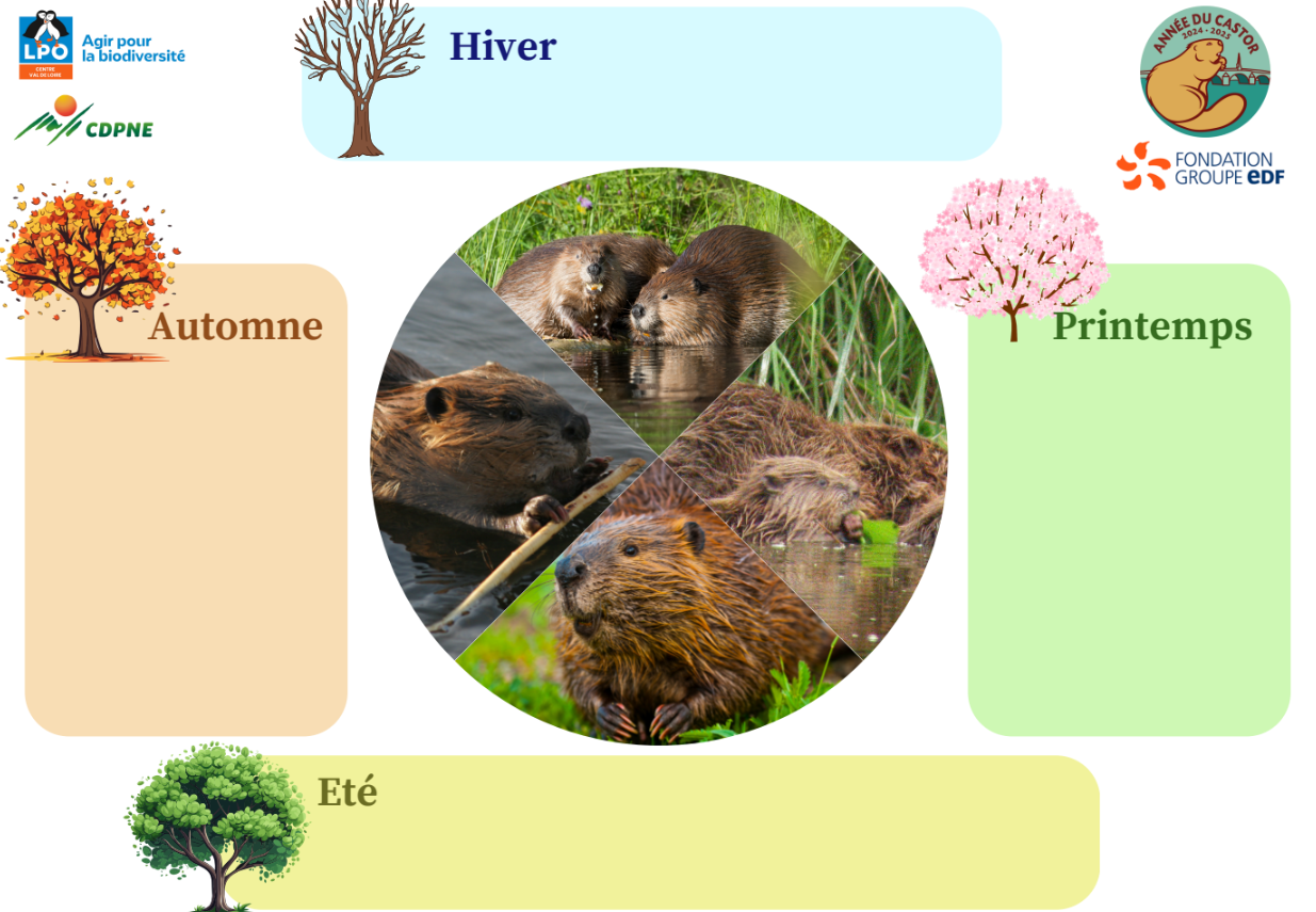 Jeu cycle de vie du castor